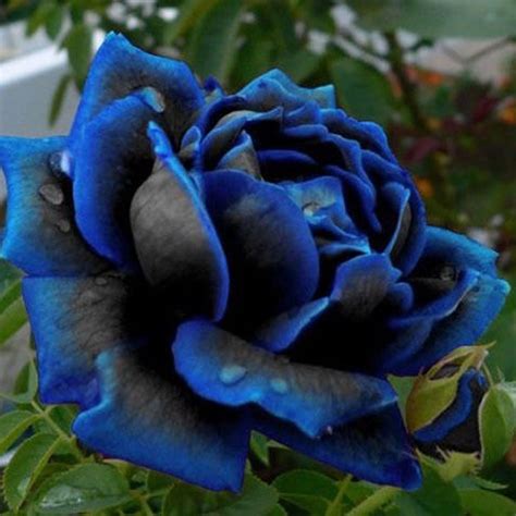 Are Black Magic Roses Near Me the Perfect Addition to Your Home? Find Out Here